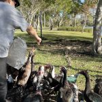 No les des comida a los patos