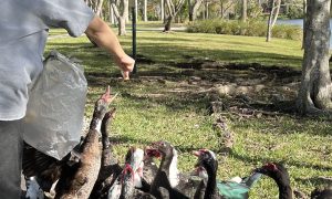 No les des comida a los patos